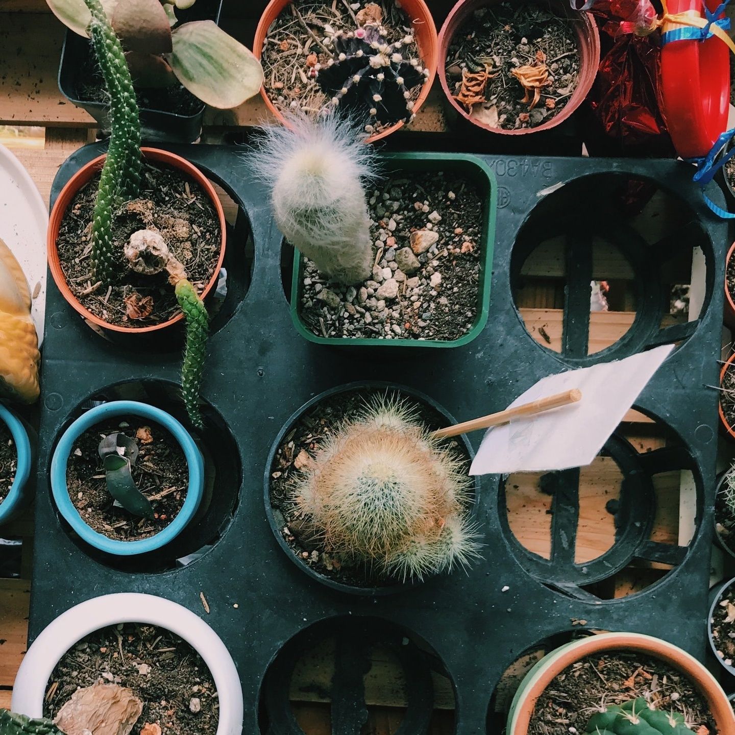 Los mejores CACTUS de interior