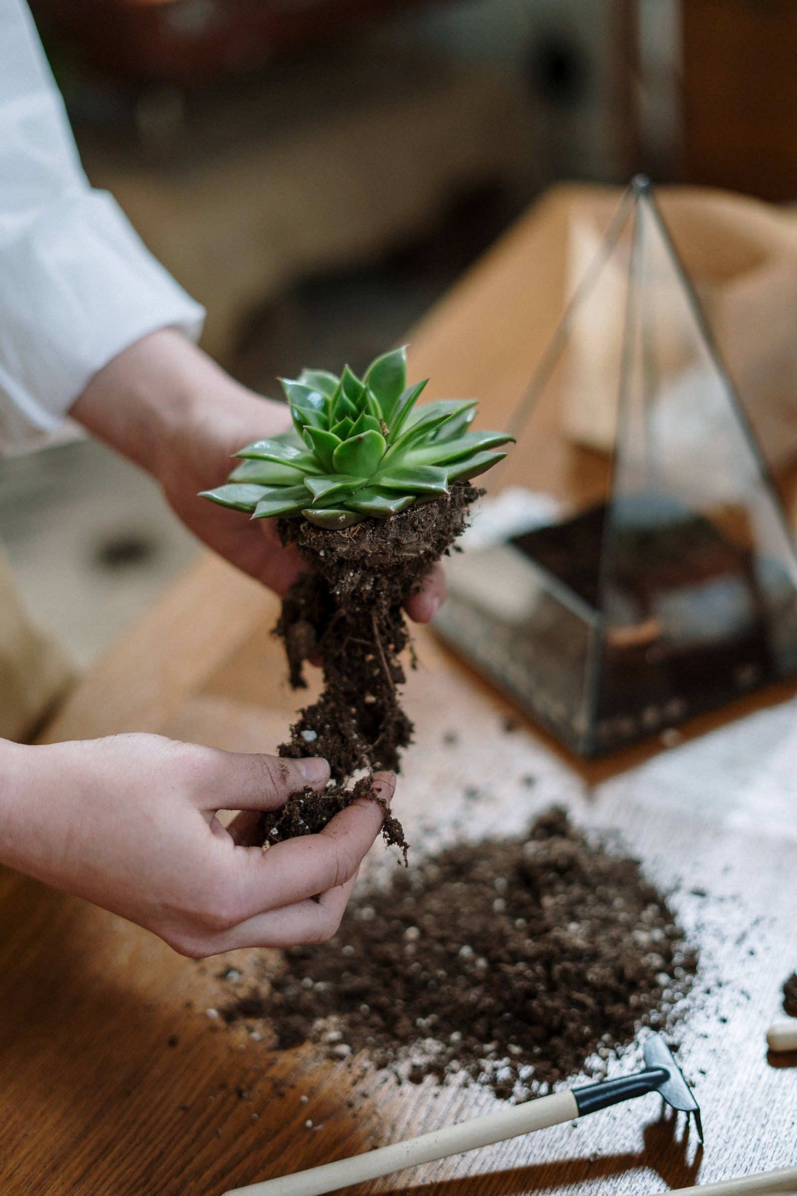 creando un terrario triangular de cristal con tierra