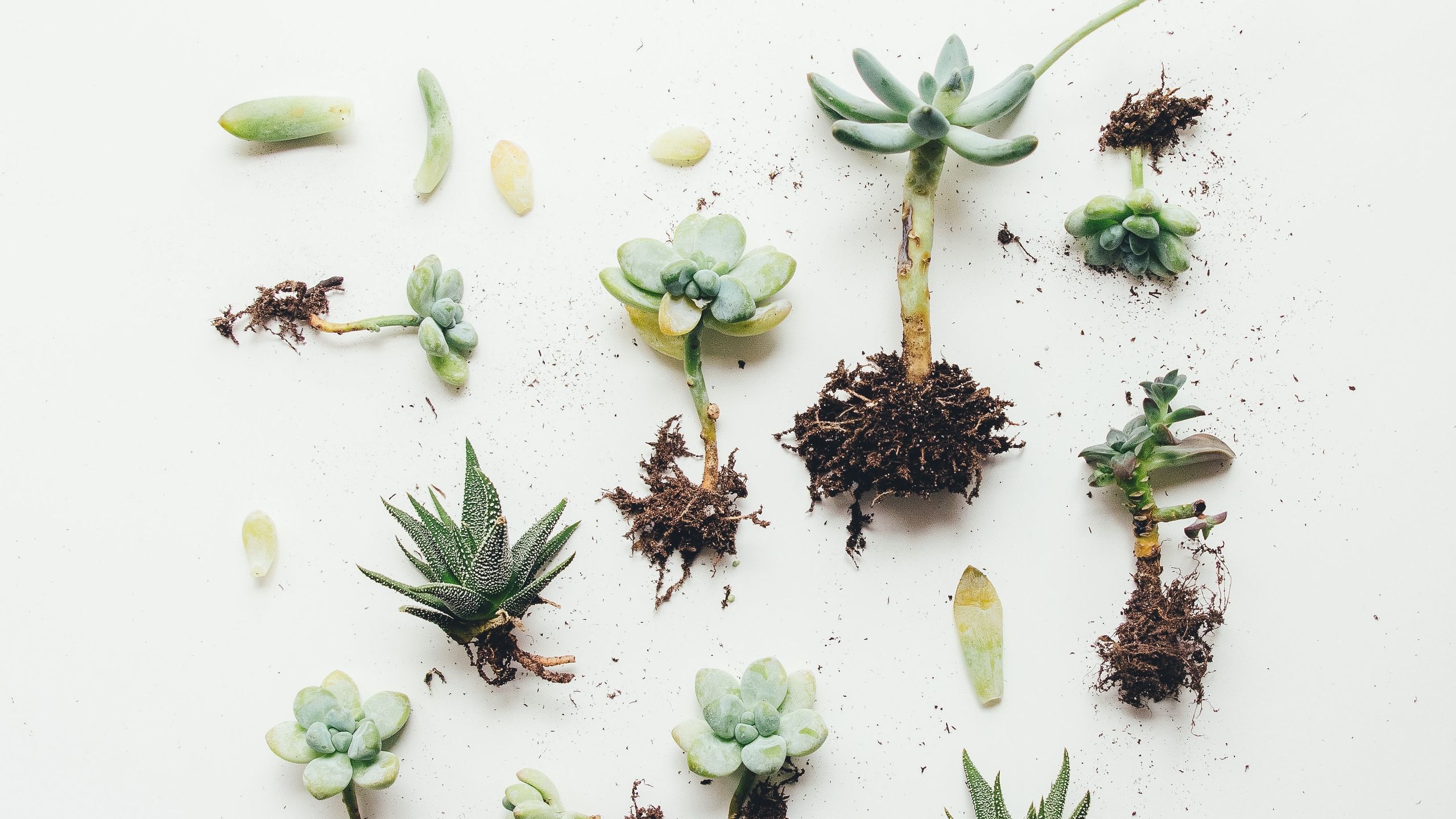 Aprende a hacer un terrario de suculentas paso a paso