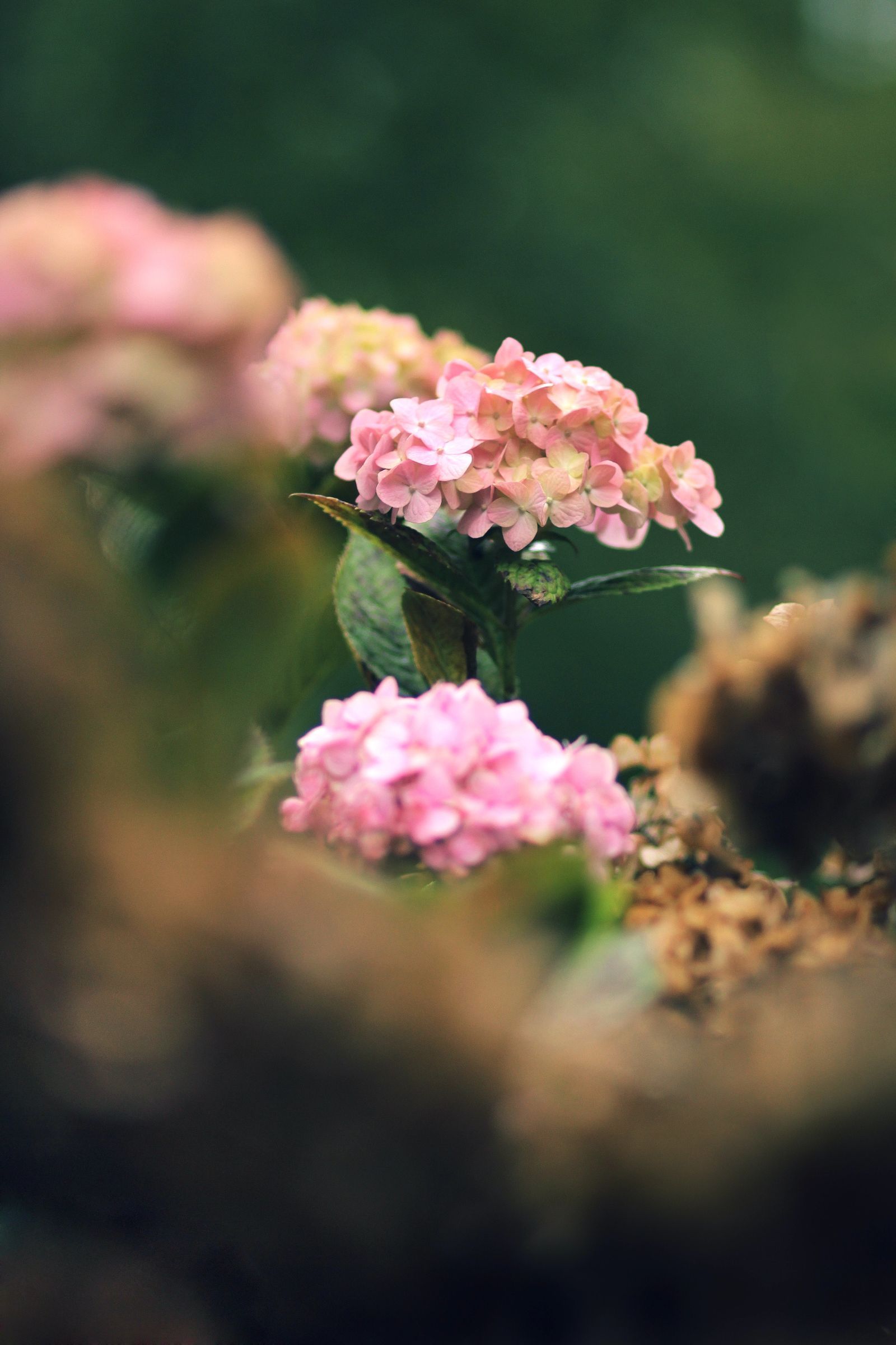 Qu plantas y rboles cultivar según el rincón de España en el que vivas