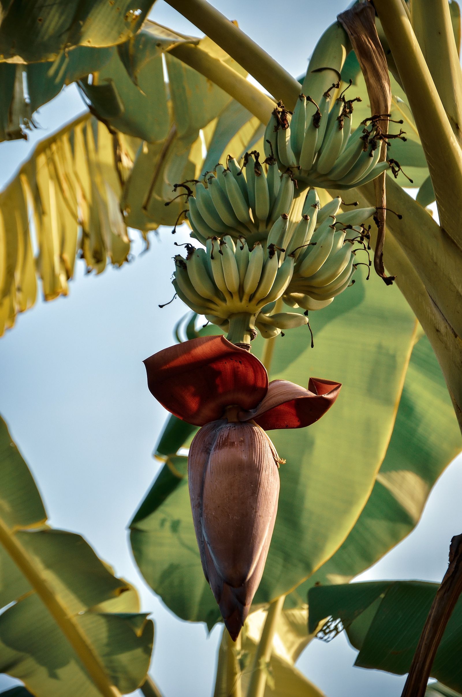 Qu plantas y rboles cultivar según el rincón de España en el que vivas