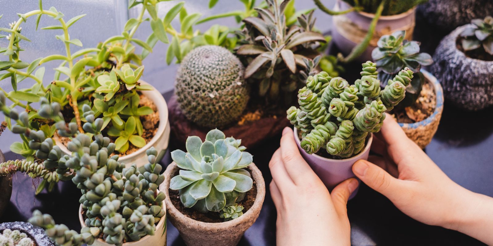 Estas plantas te ayudarn a absorber la energía negativa en casa para atraer las buenas vibras.