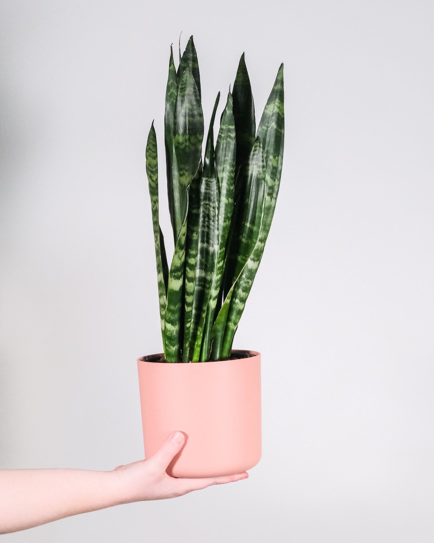 Sansevieria o lengua de suegra