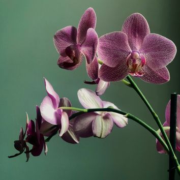 Cómo trasplantar una orquídea para que viva bien durante muchos años