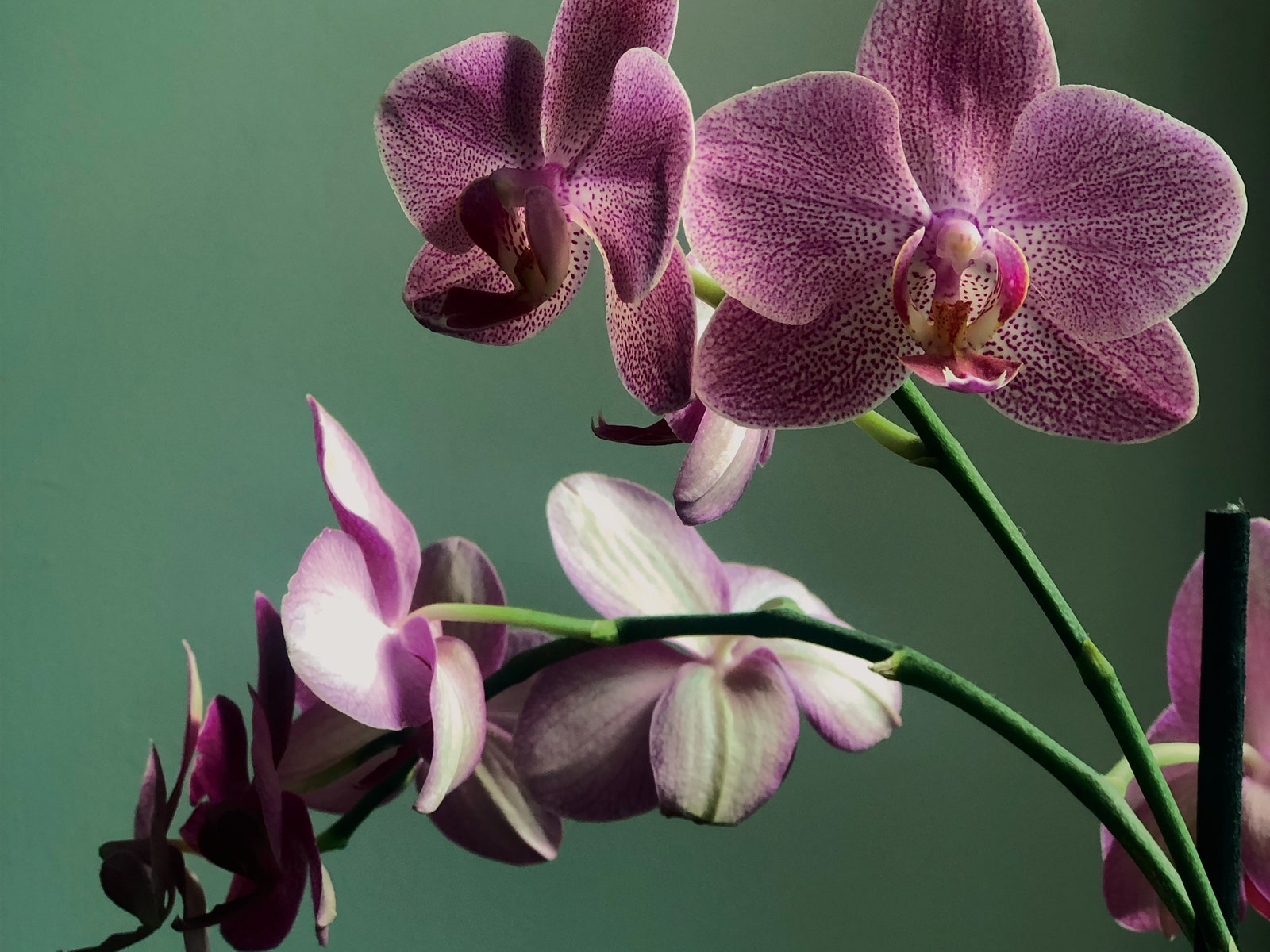 Cómo trasplantar una orquídea para que viva bien durante muchos años