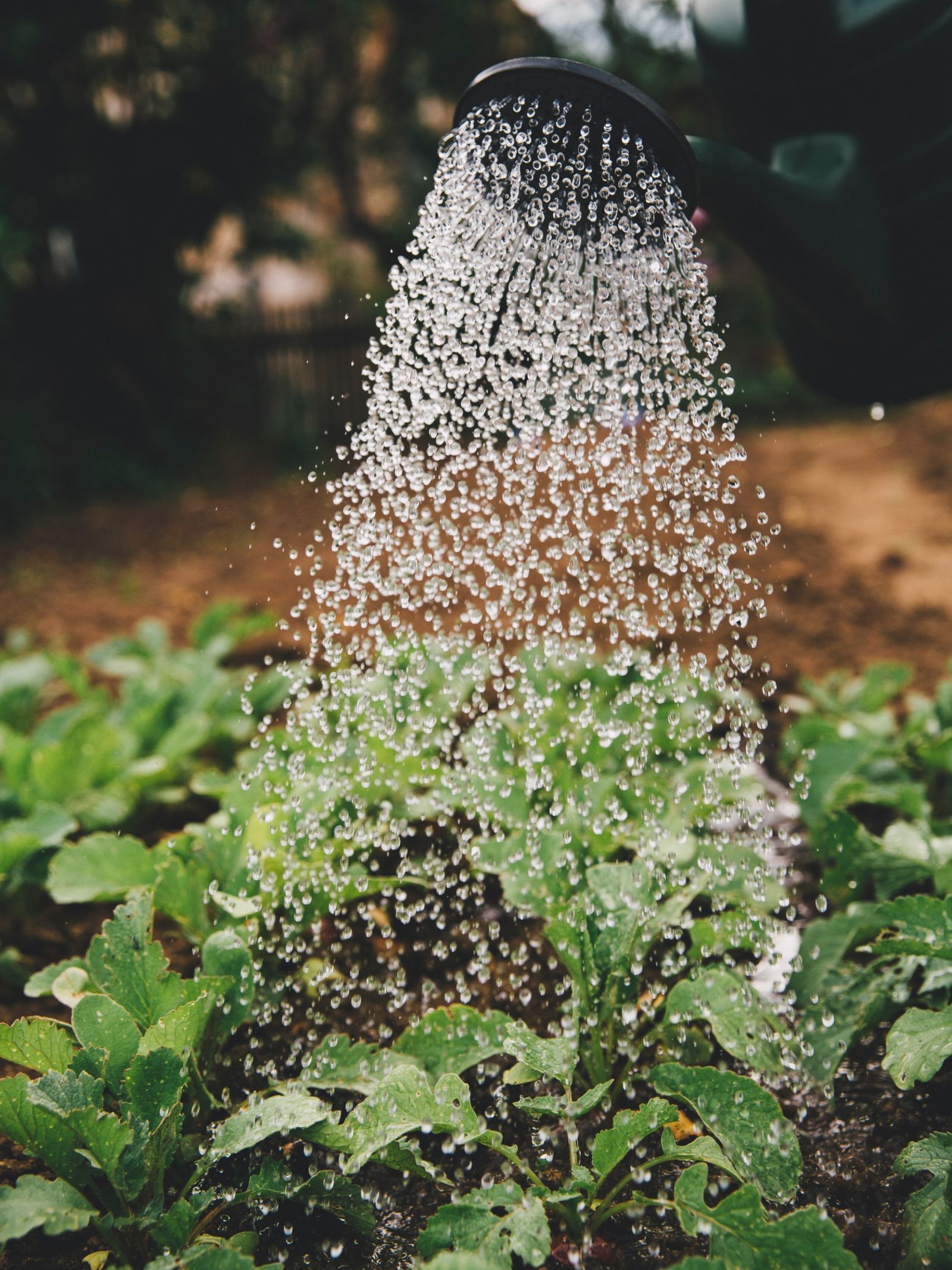 Regadera con agua regando plantas verdes.