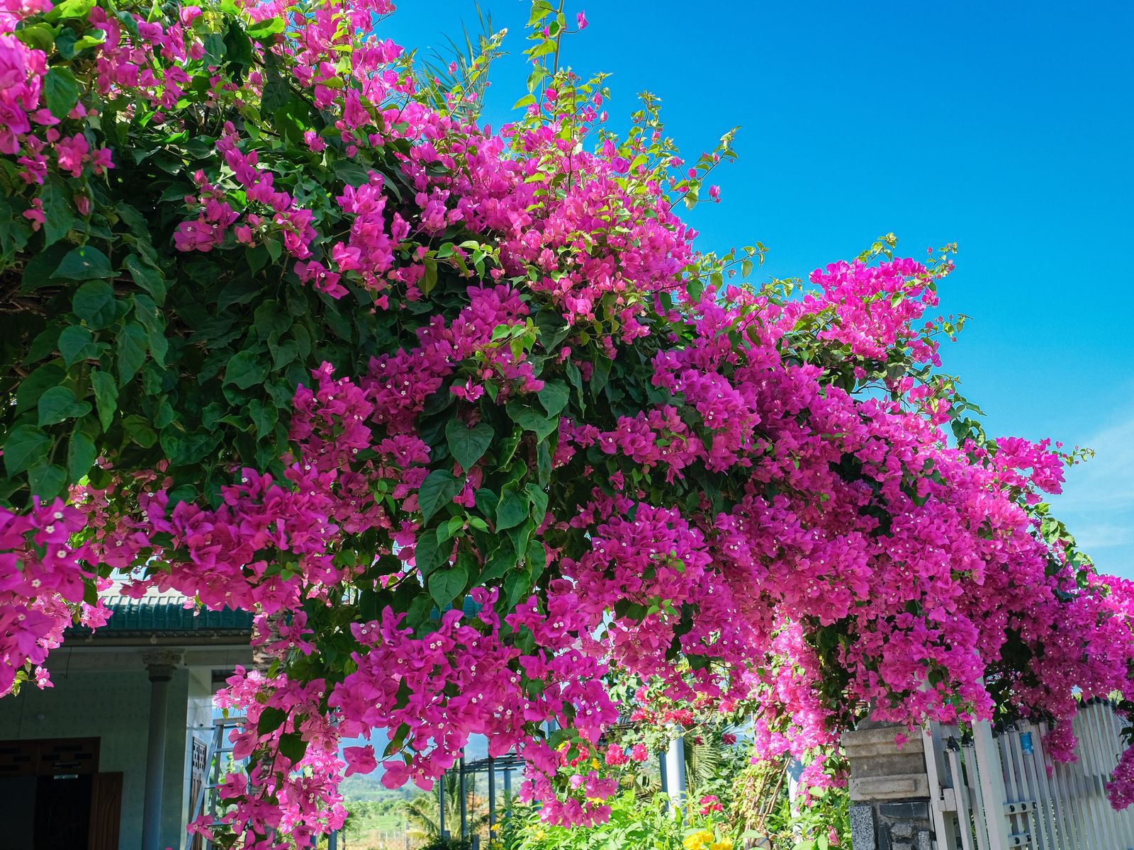 Buganvilla en prgola