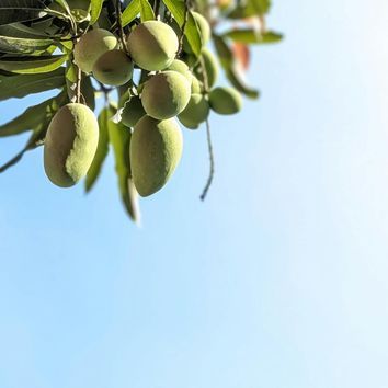 Cómo plantar un mango en casa: te contamos cómo hacerlo (y qué puedes esperar del proceso)