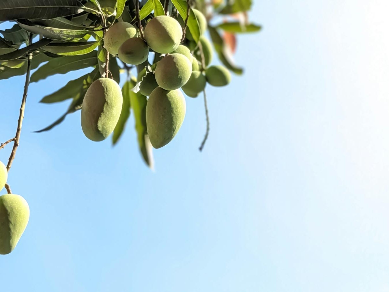 Cómo plantar un mango en casa: te contamos cómo hacerlo (y qué puedes esperar del proceso)