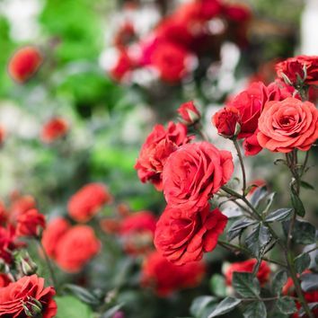 Cómo podar un rosal en otoño para tener las rosas más bonitas en primavera