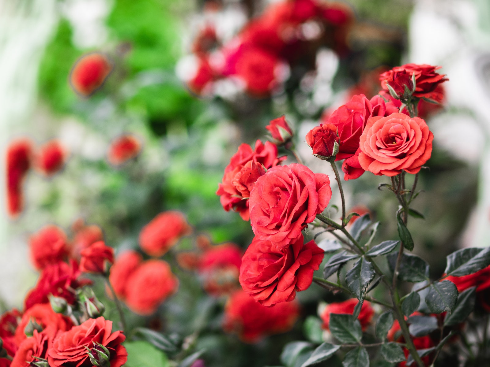 Cómo podar un rosal en otoño para tener las rosas más bonitas en primavera