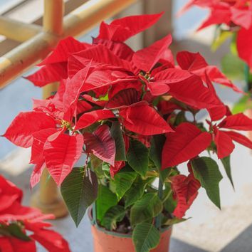 Flor de Pascua: guía completa de cuidados de la planta de Navidad por excelencia