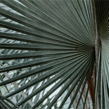 Estas son las 5 plantas de interior de hoja grande que transformarán tus interiores en un santuario tropical