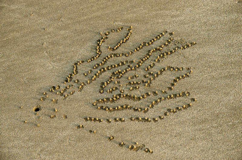 Sand bubble patterns created by sand bubbler crabs - Stock Image - C049 ...