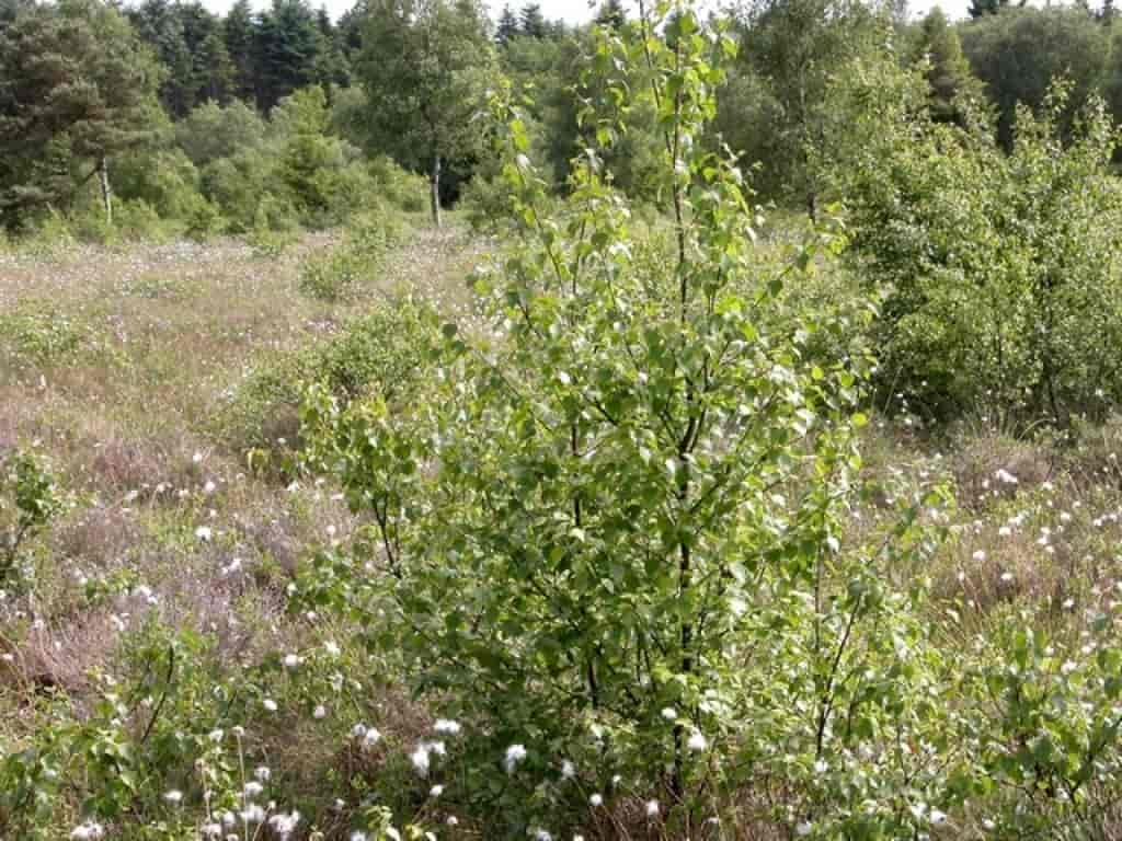 Betula pubescens