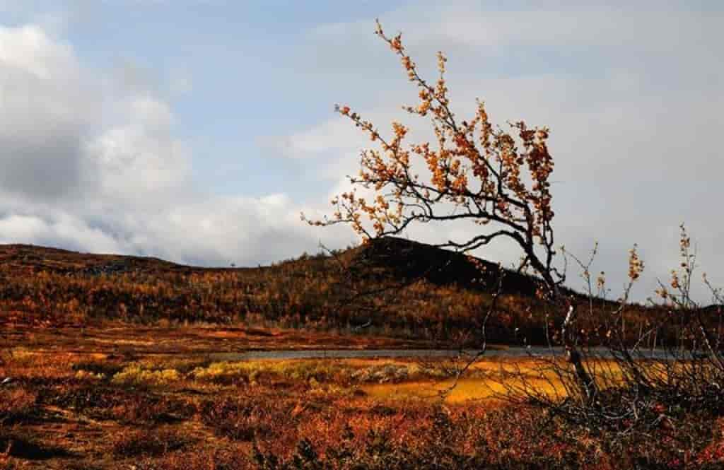 Betula pubescens ssp. czerepanovii