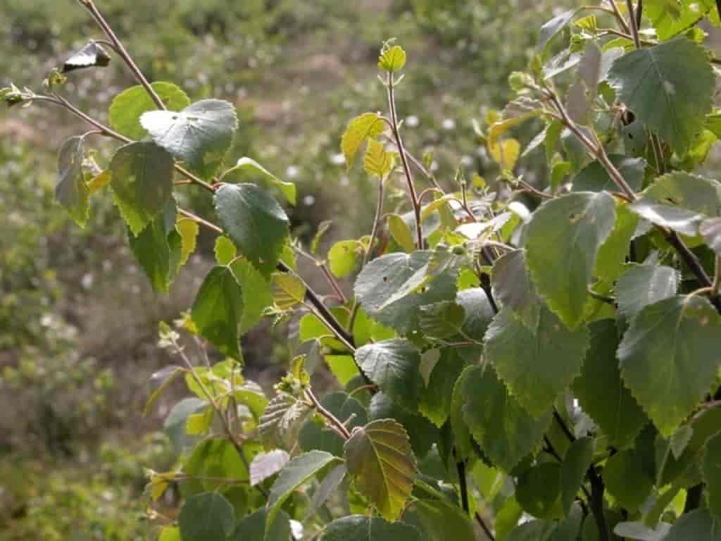 Betula pubescens