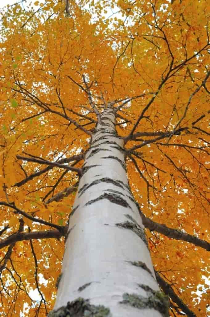 Betula pubescens ssp. pubescens