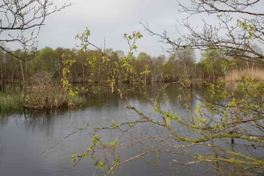 Betula pubescens