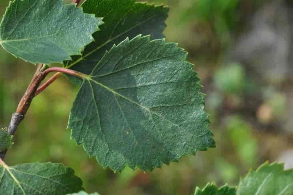 Betula pubescens ssp. czerepanovii