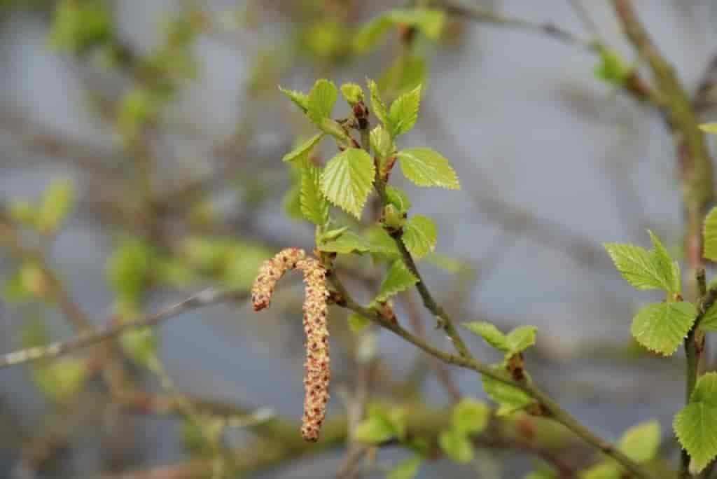 Betula pubescens