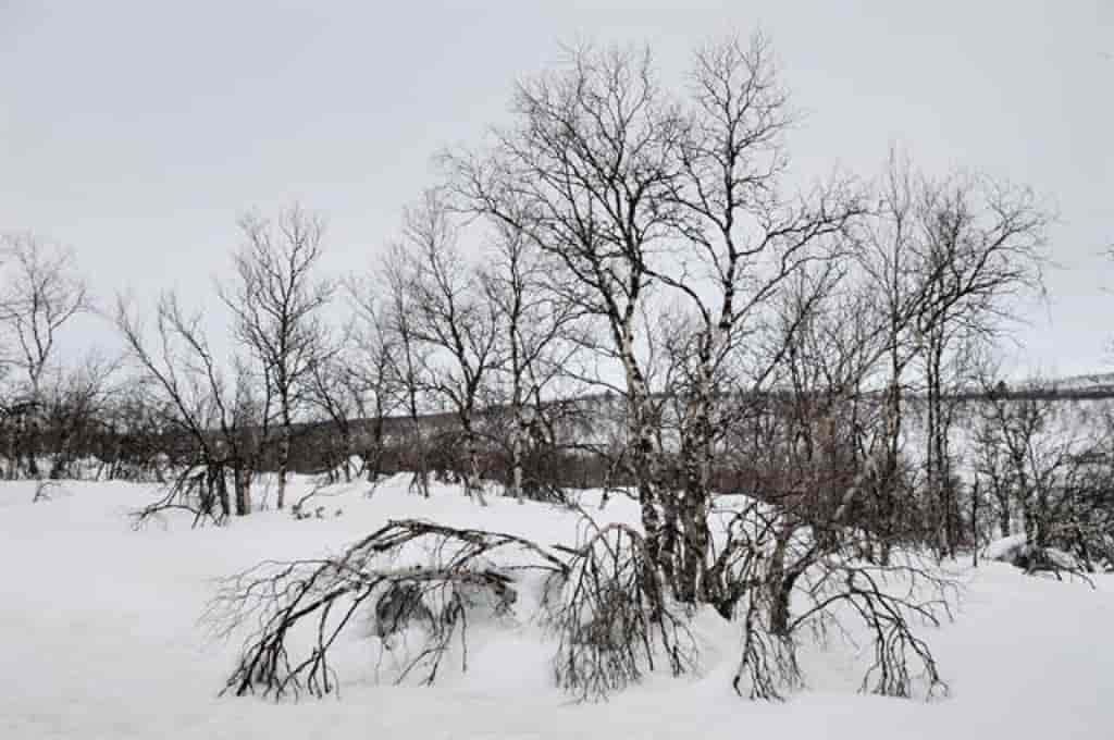 Betula pubescens ssp. czerepanovii