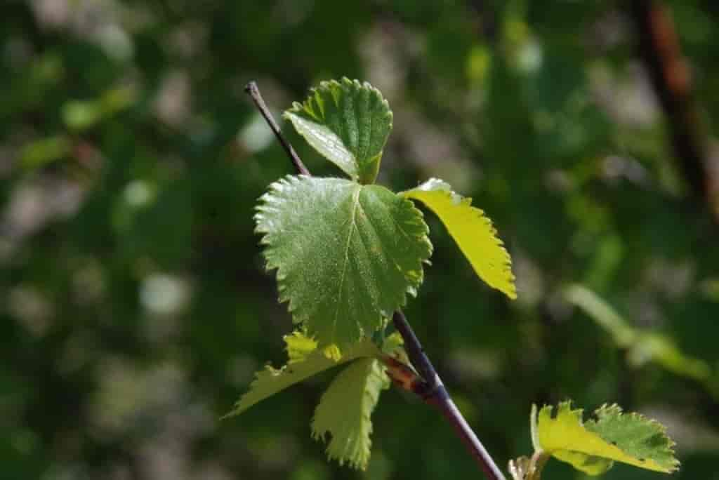 Betula pubescens