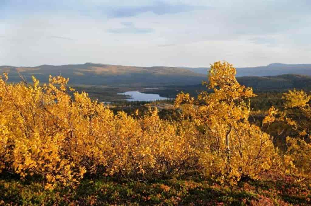 Betula pubescens ssp. czerepanovii