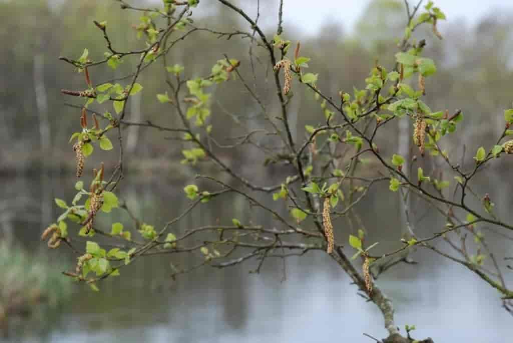 Betula pubescens