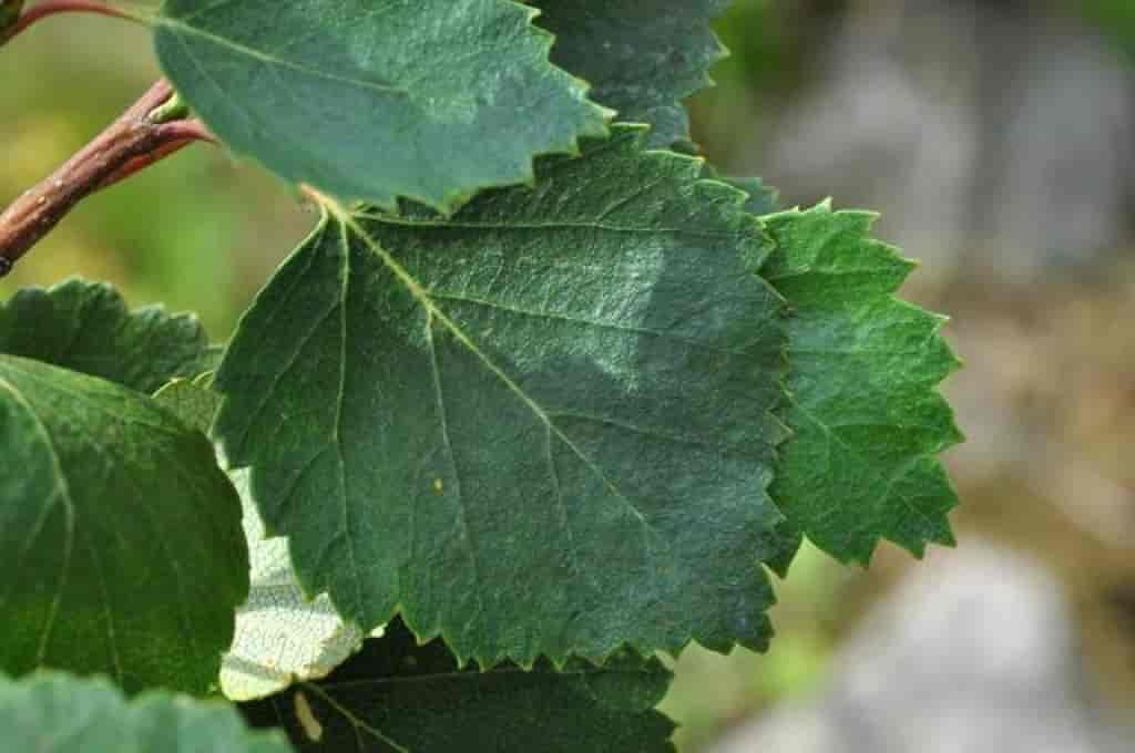 Betula pubescens ssp. czerepanovii