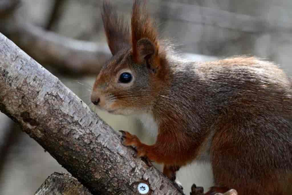 Sciurus vulgaris