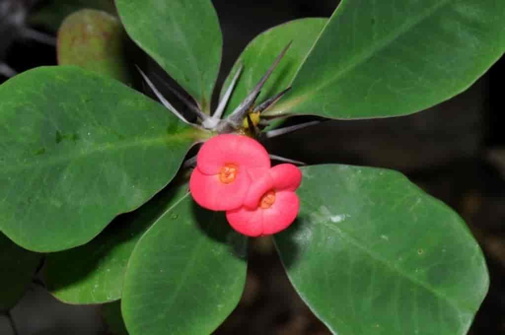 Euphorbia milii