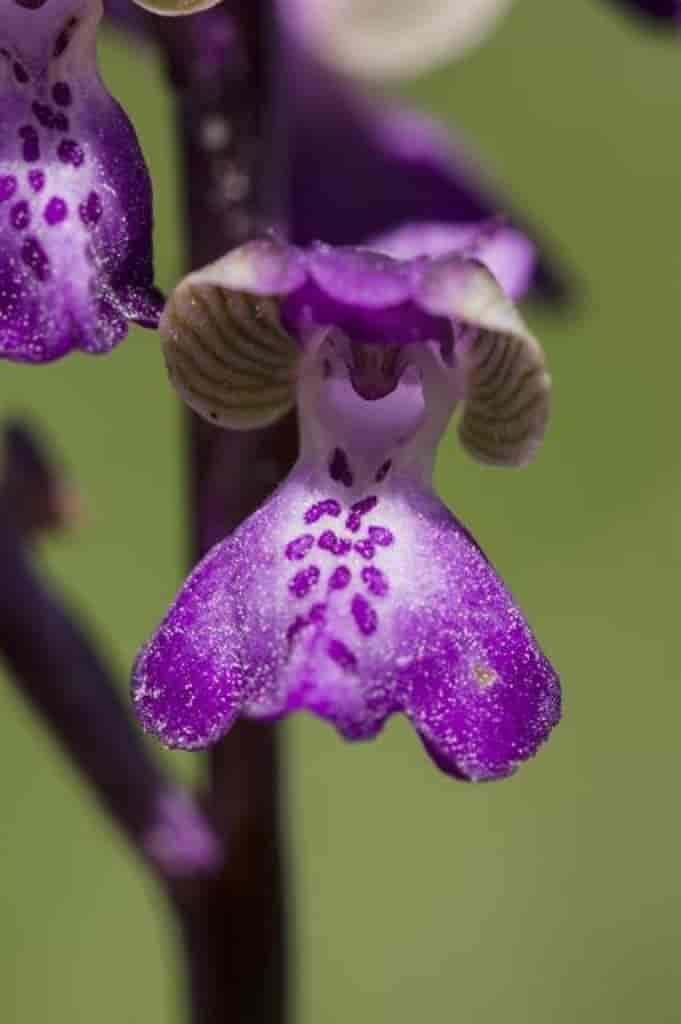 Anacamptis morio