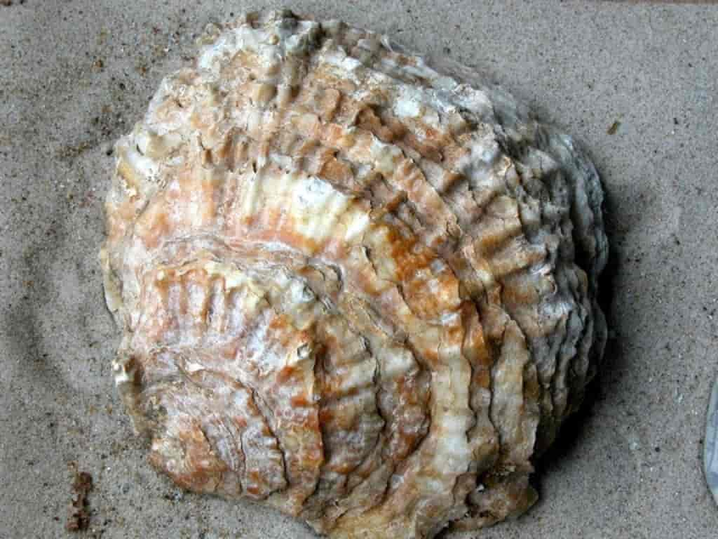 Ostrea edulis