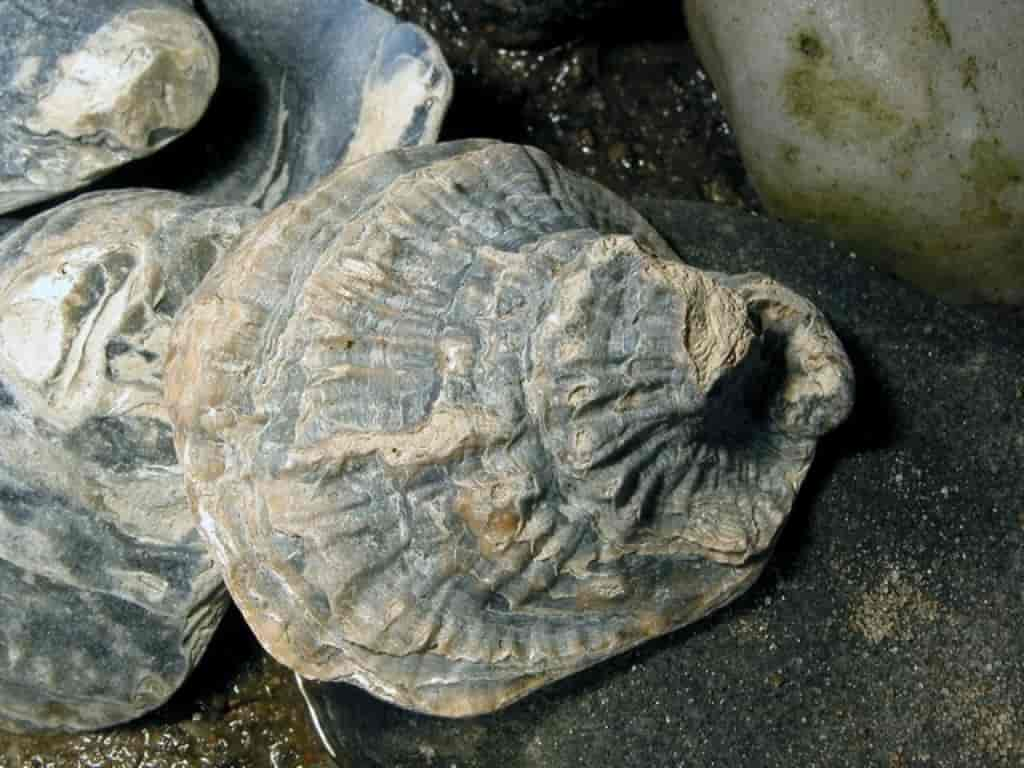 Ostrea edulis