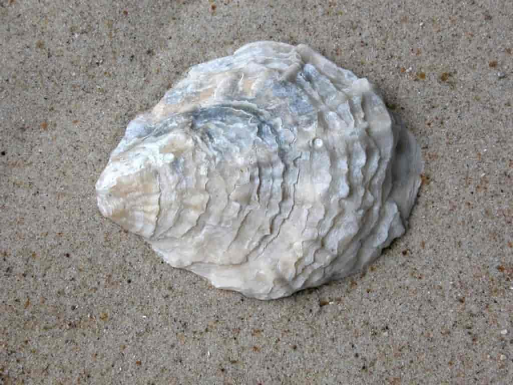 Ostrea edulis