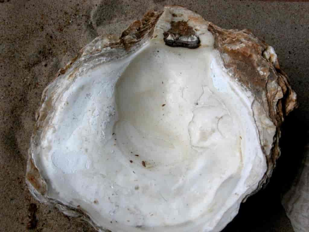 Ostrea edulis