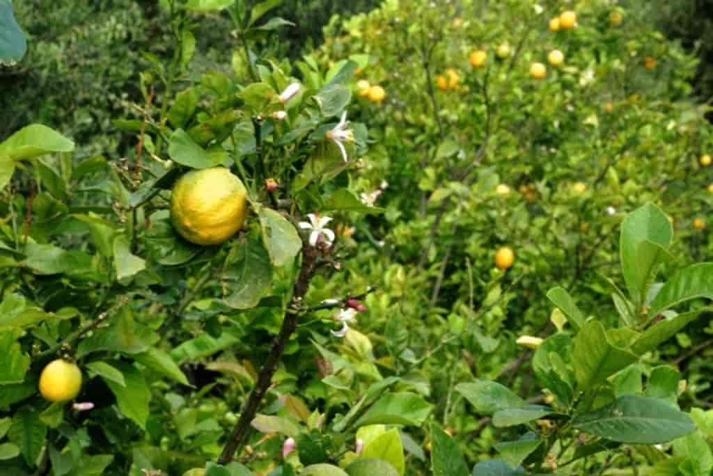 Citrus limon, sitron. Foto fra: Lake Kourna, Kreta, Hellas