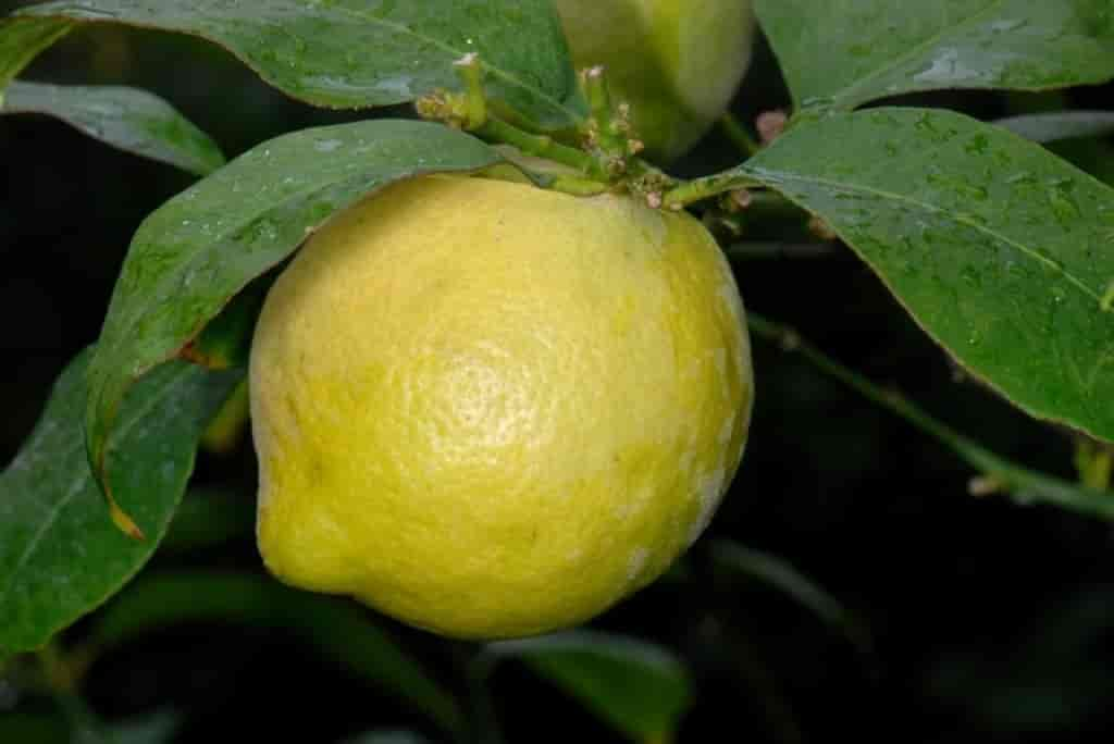 Citrus limon, sitron. Foto fra: Lake Kourna, Kreta, Hellas