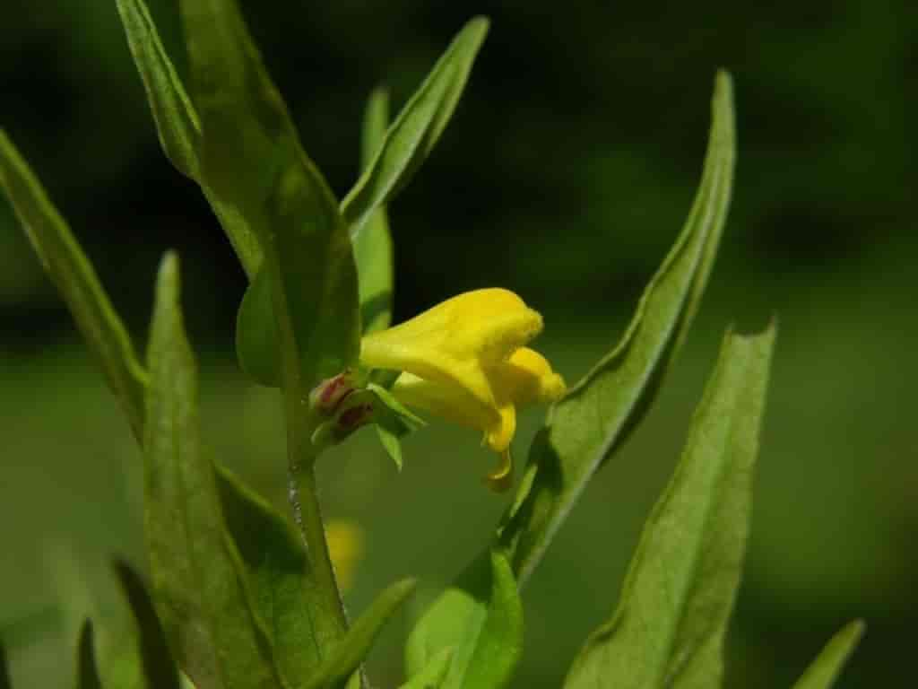 Melampyrum sylvaticum