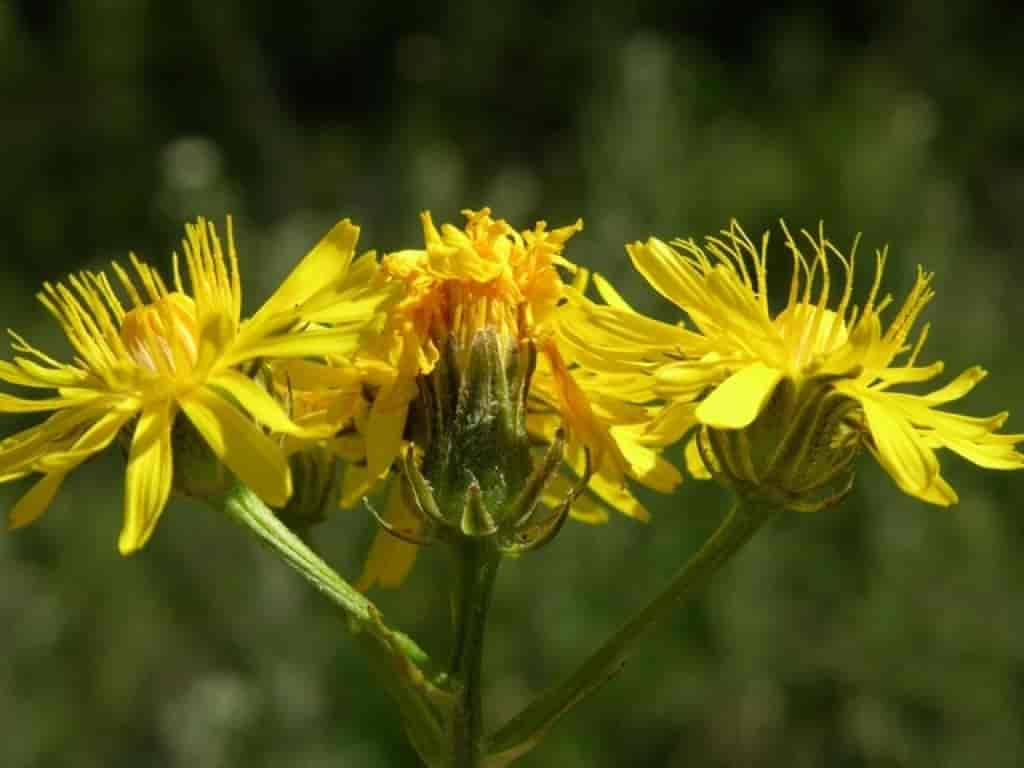 Crepis biennis