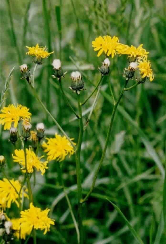 Crepis biennis