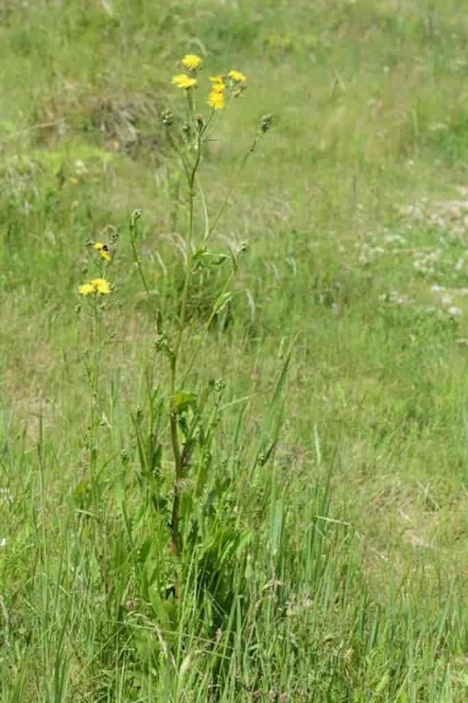 Crepis biennis