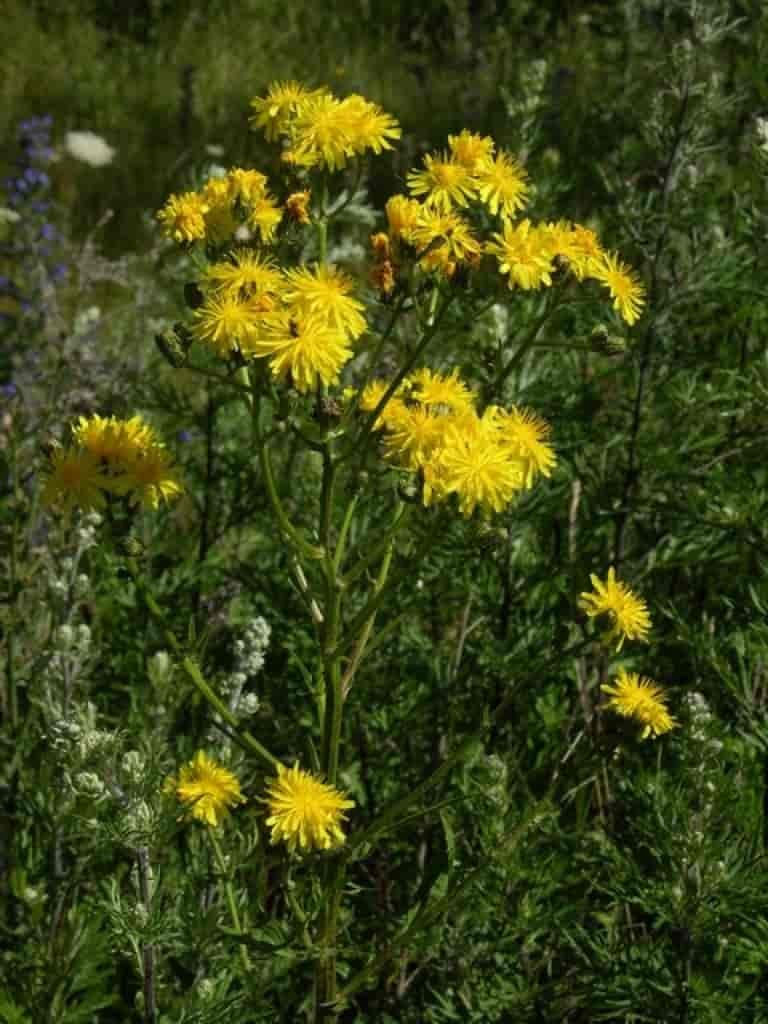 Crepis biennis