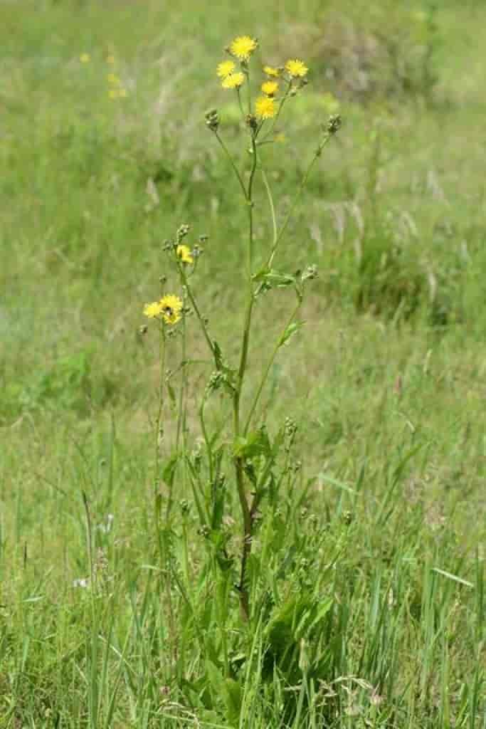 Crepis biennis