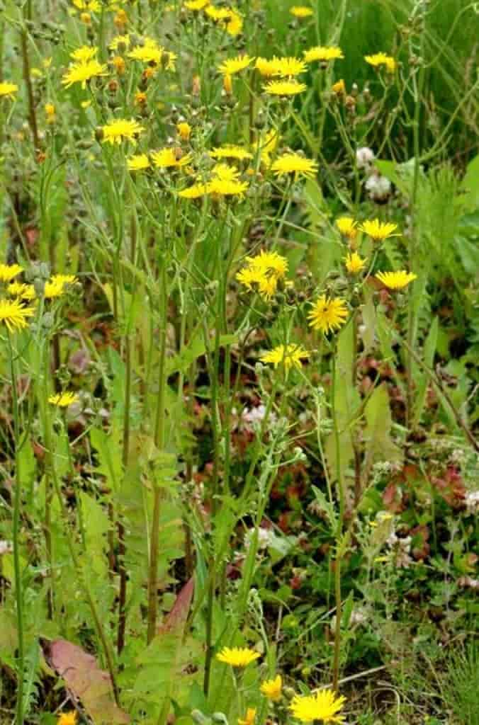 Crepis biennis