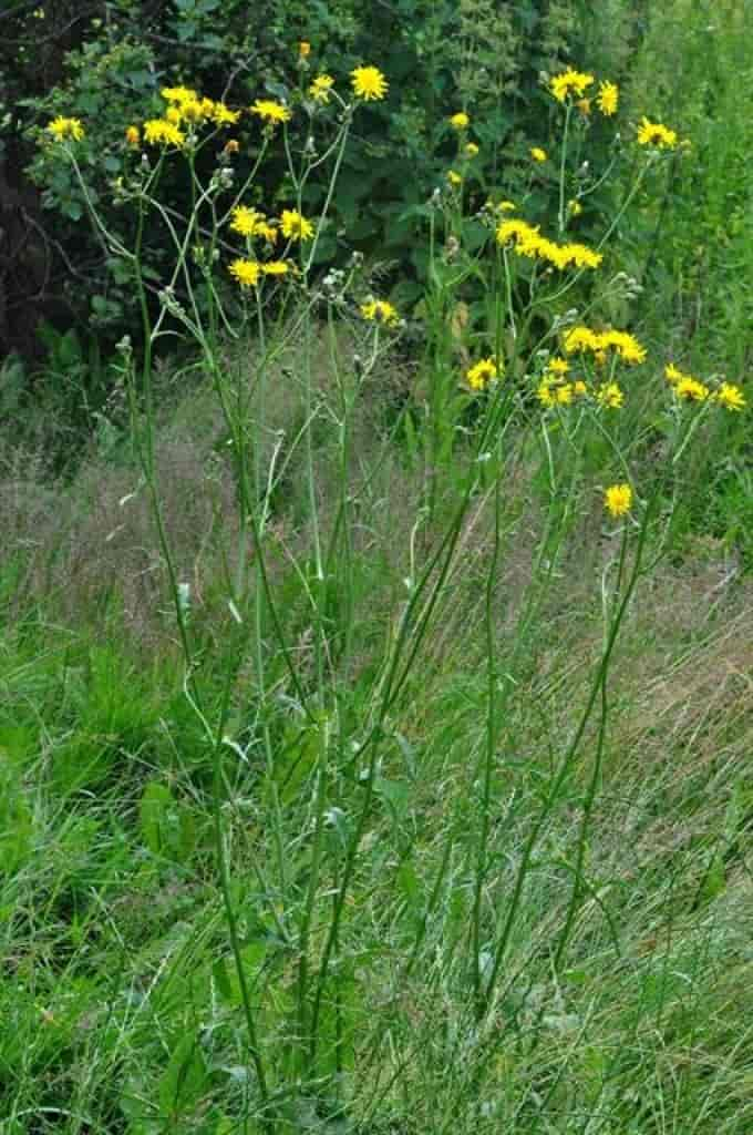 Crepis biennis