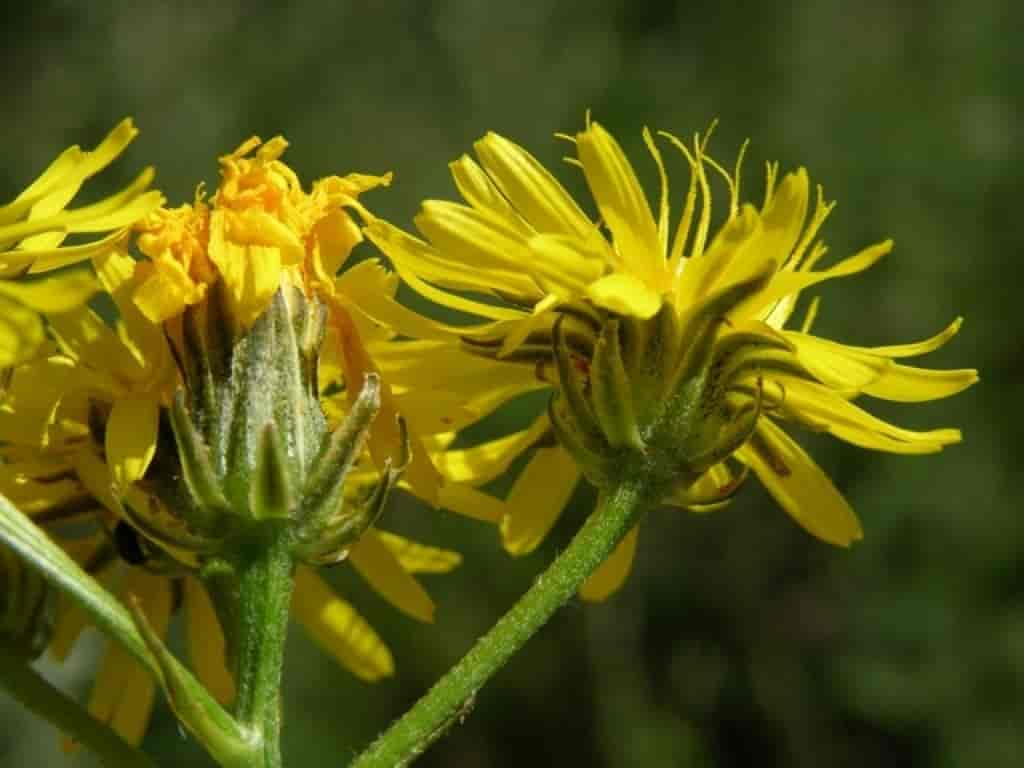 Crepis biennis