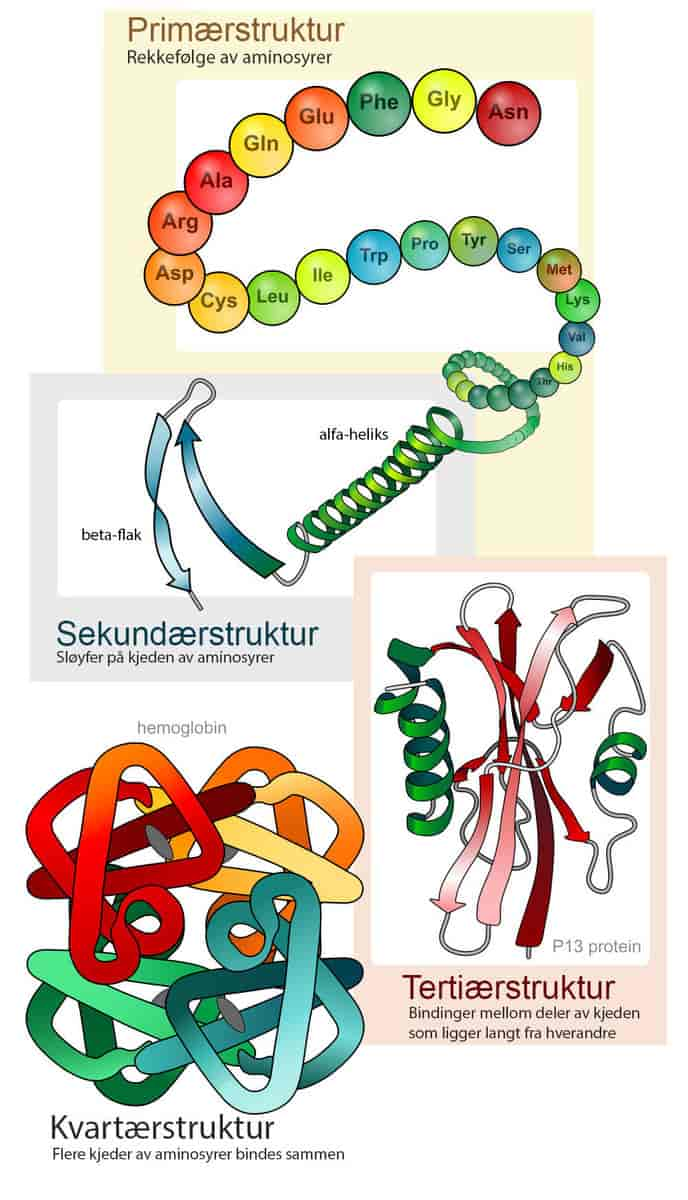 Proteinstruktur