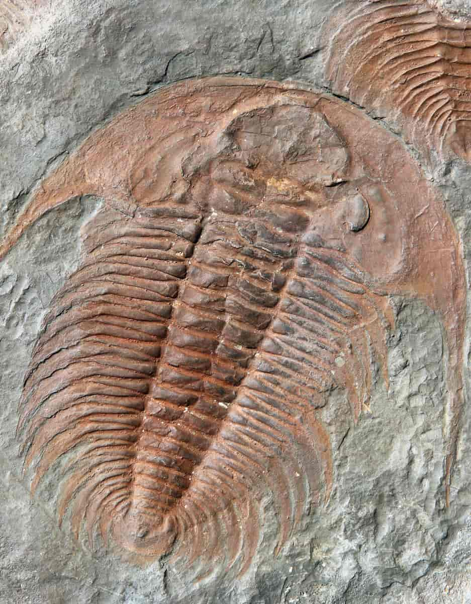 Trilobitt